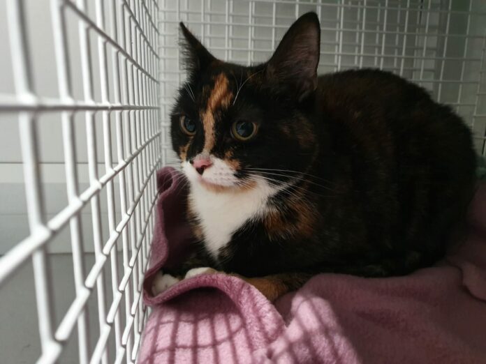 Lilo the cat