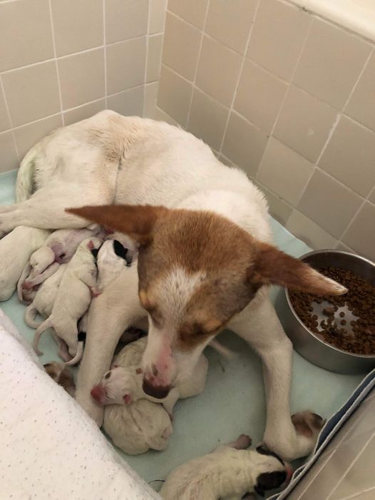 Courageous mother dog rescued from overcrowded Texas shelter trying to give birth to puppies