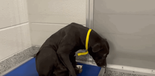 Precious ‘Lily’ needs someone to rush in and save her before Texas shelter puts her to sleep today