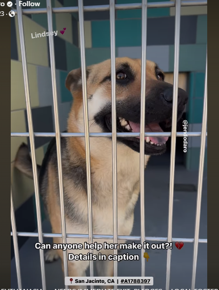 Beautiful shepherd desperate for a chance to be loved before dying at California shelter