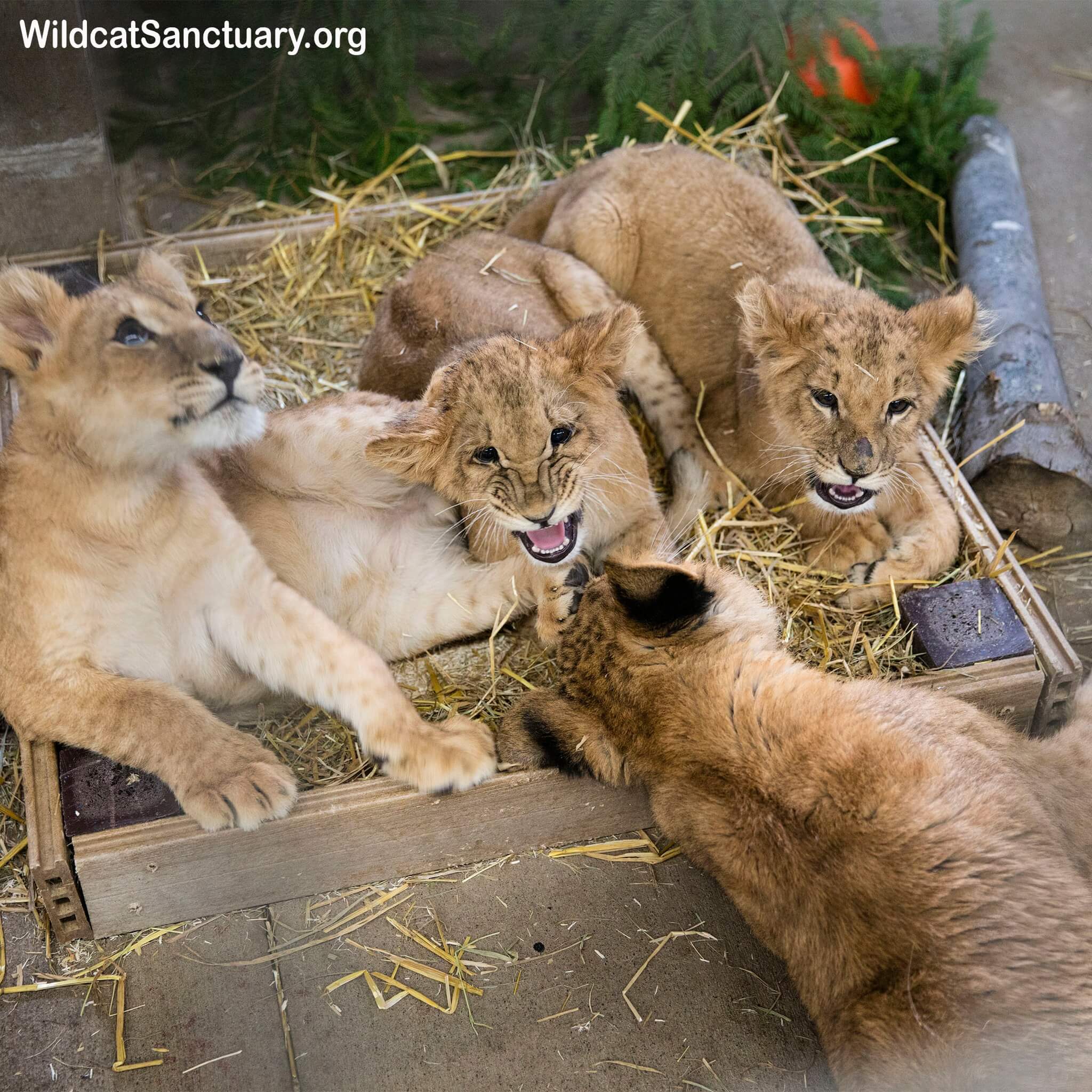 Four orphaned lion cubs from war torn Ukraine arrive in Minnesota wild animal sanctuary