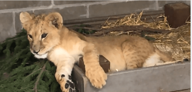 lion-cubs