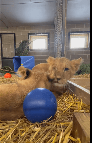 lion-cubs1