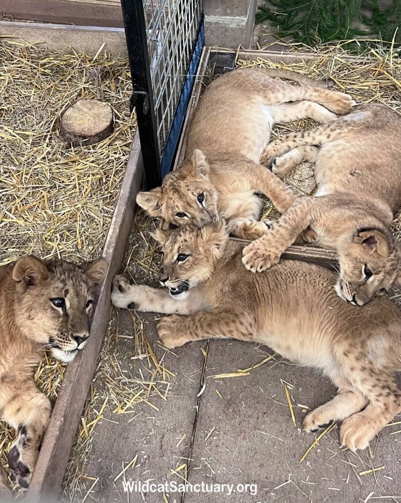 lion-cubs2-823x1030-1