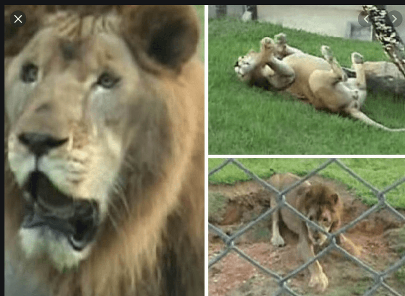 Lion playing in grass 2