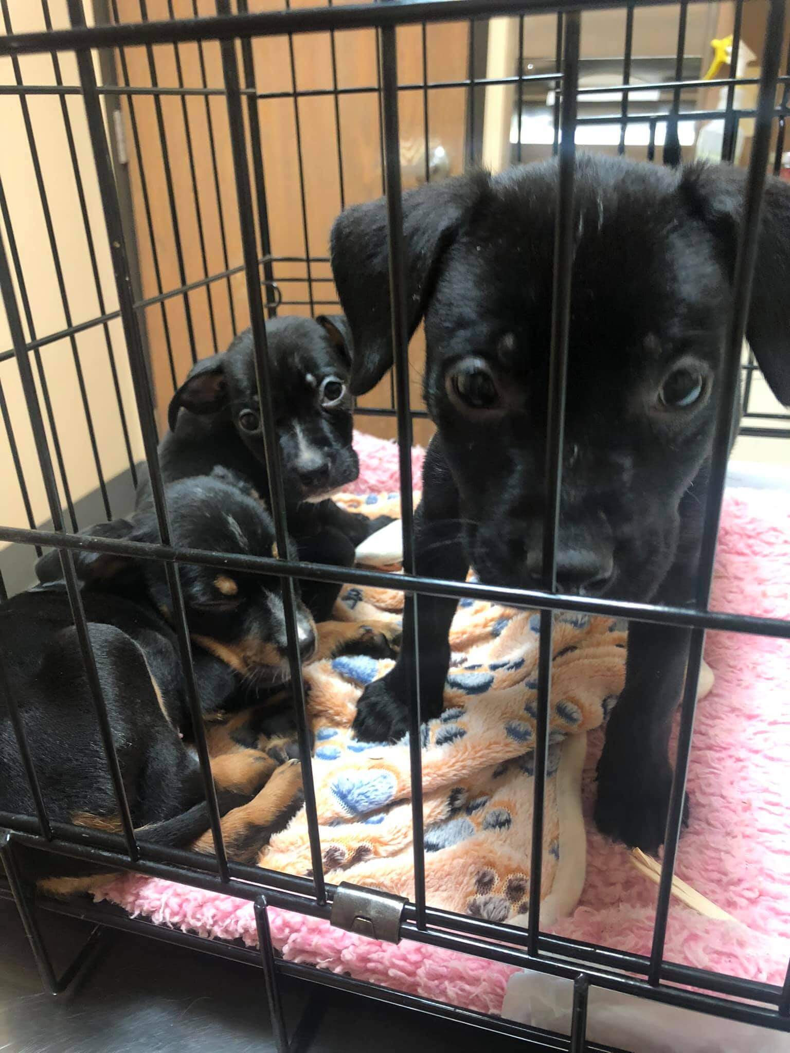 Litter of puppies found abandoned in a Detroit field show severe signs of neglect