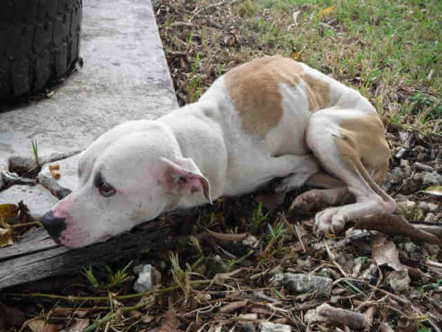 Little Foot: Dog with birth defect of both front legs needs help