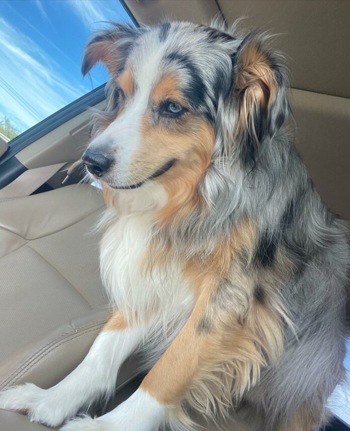 Family dog survived tornado that ripped through apartment in Little Rock