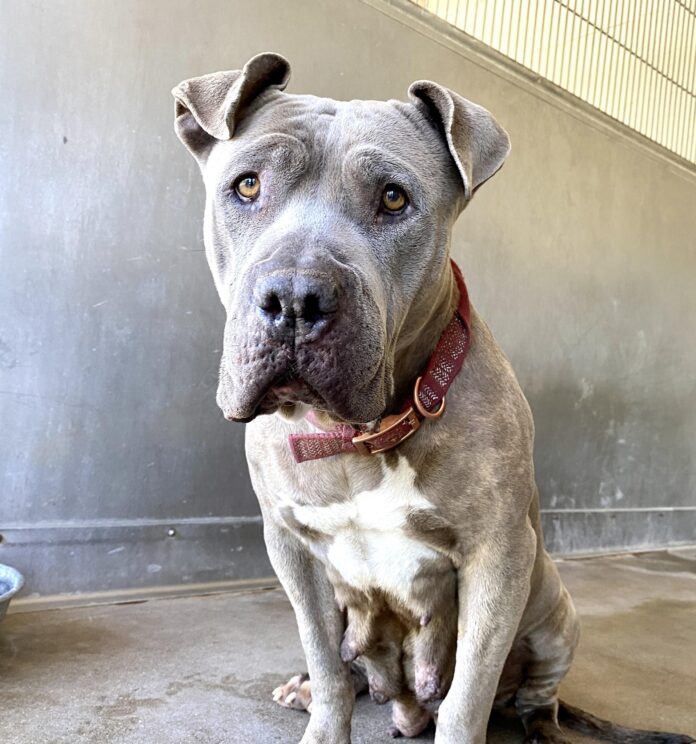 Bred and dumped: Gentle mom served her purpose and now waits to die at shelter