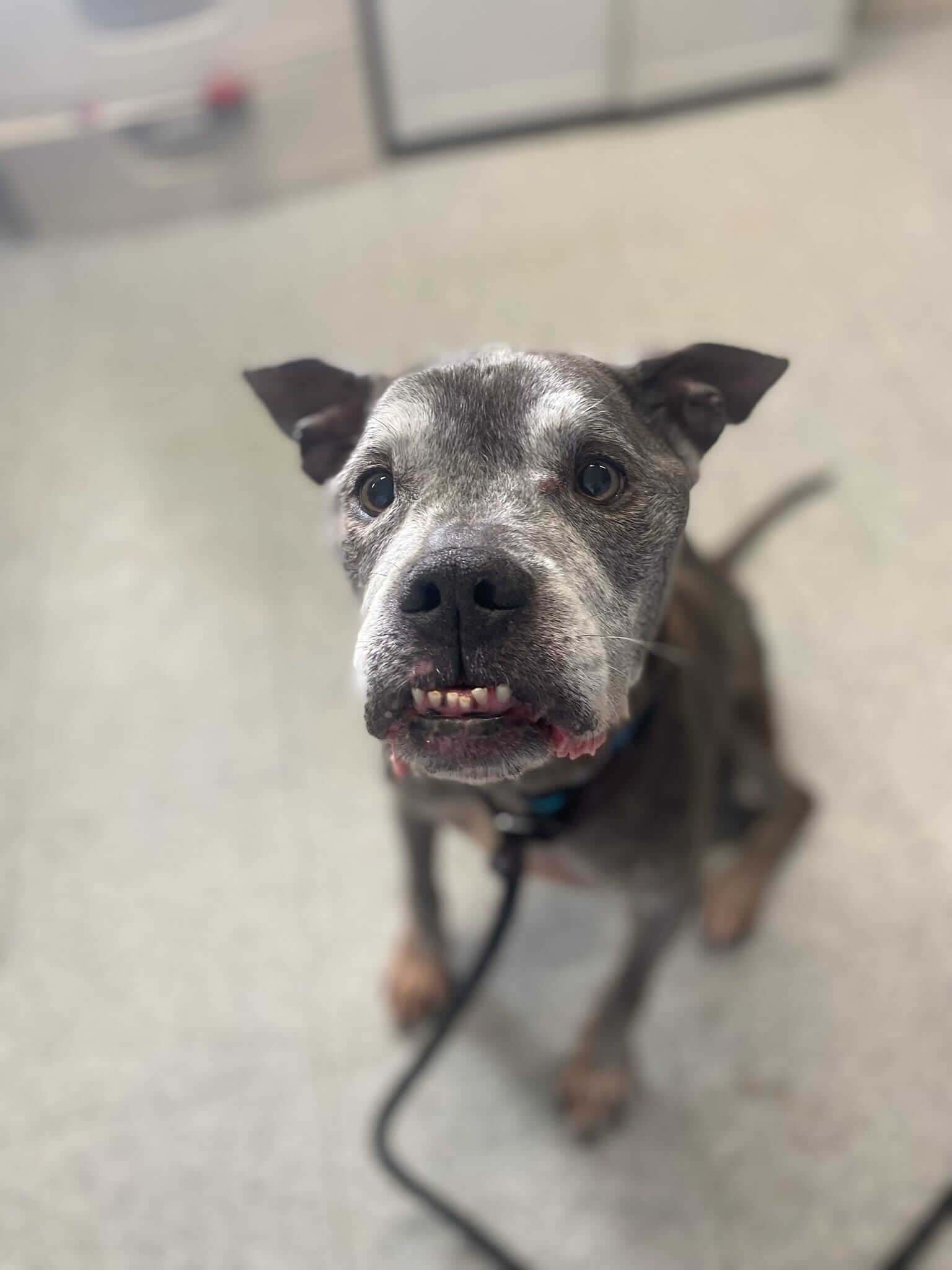 Outpouring support for fostering terminally ill dog to show him the best days he has left