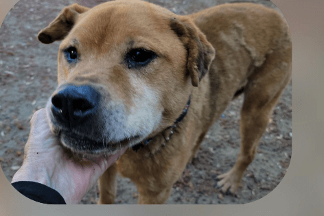 15 year old dog back at the shelter where he was adopted years ago