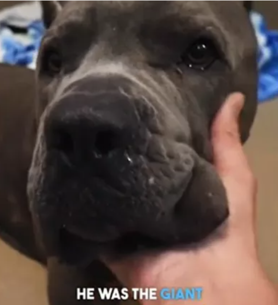 Emaciated dog can’t believe his luck after being returned to shelter when new family falls in love with him