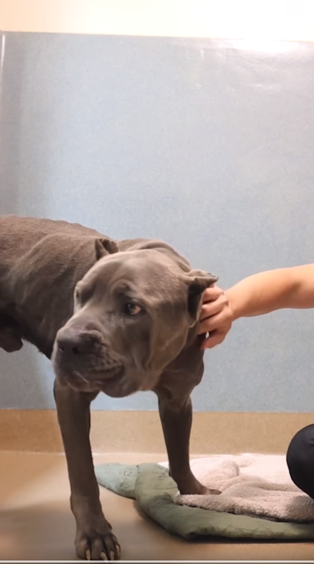 logan-adopted