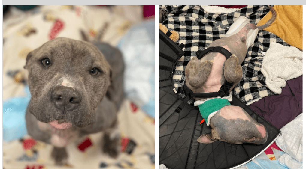 Sweetest dog lost two legs after they got tangled in his tether