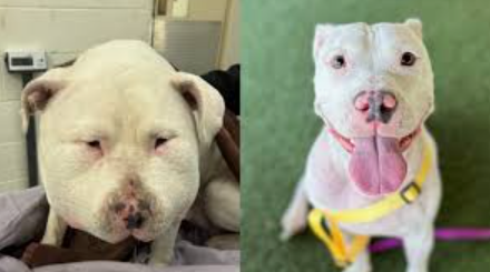 Sweet Lola seeks second chance after horrific ordeal: Can you be her hero?
