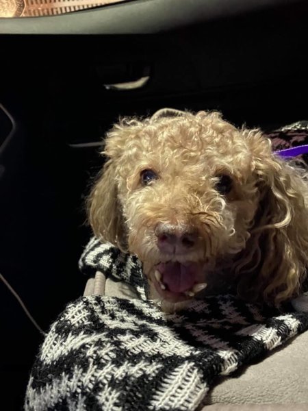 ‘Happily ever after’ for 13-year-old deaf poodle