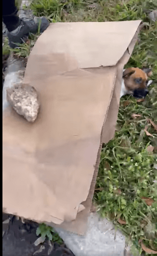 Pup likely hit by car found covered with cardboard and rock to weigh it down