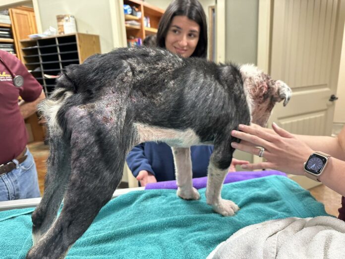 Bully rescue group takes on stray pup with critical skin injuries but with strong desire to survive