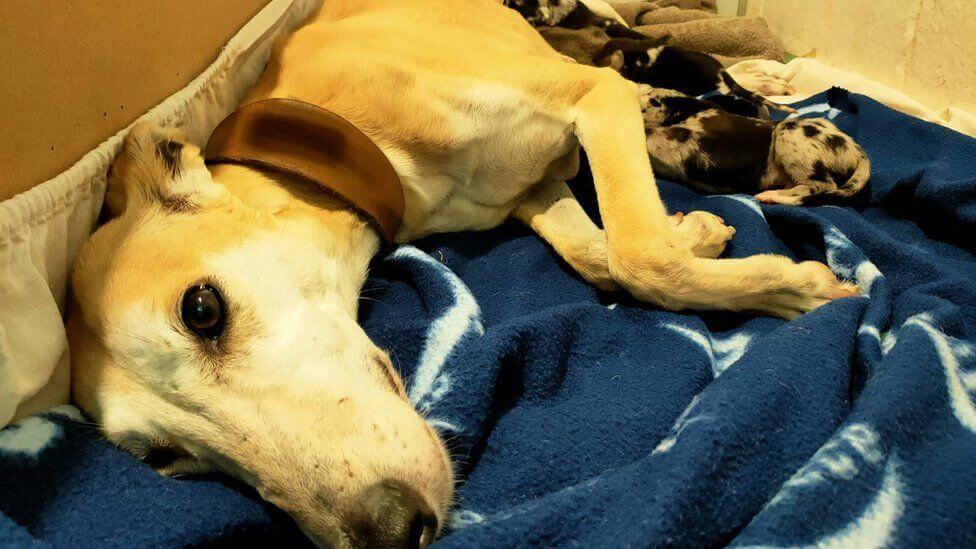 Emaciated and dehydrated dog and her 8 puppies rescued from heated shed