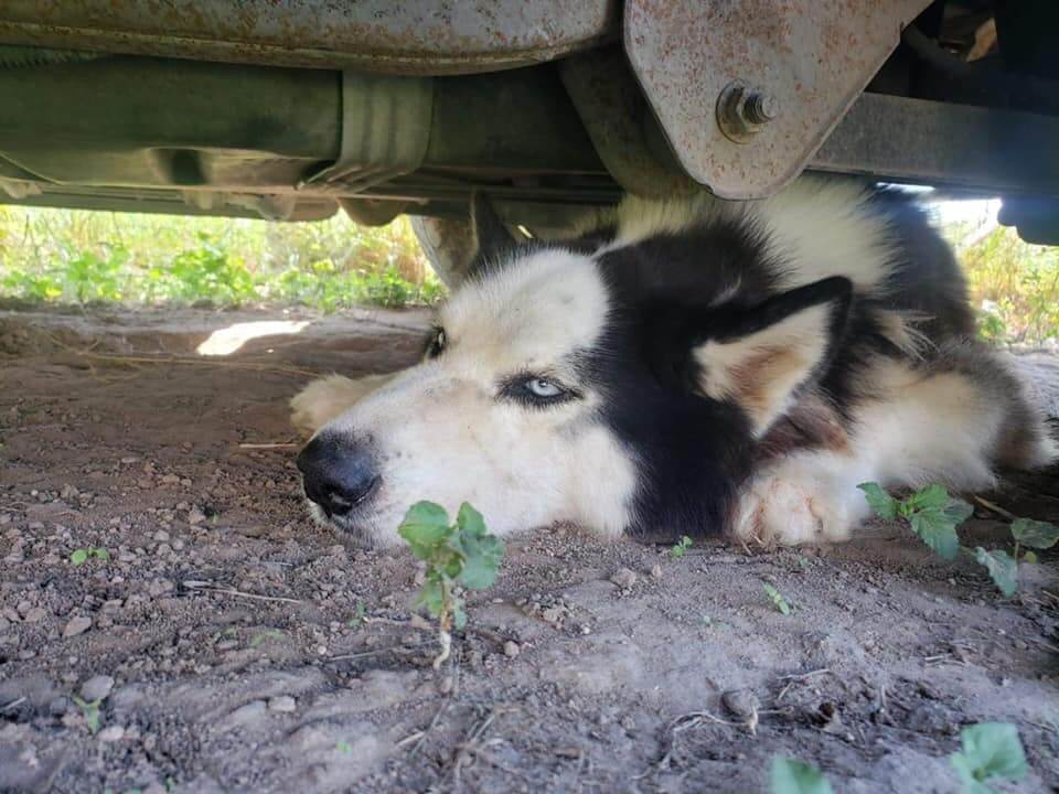 Chained to a tree 24/7 in Texas sun and heat, pup’s only relief was to seek shelter under a truck