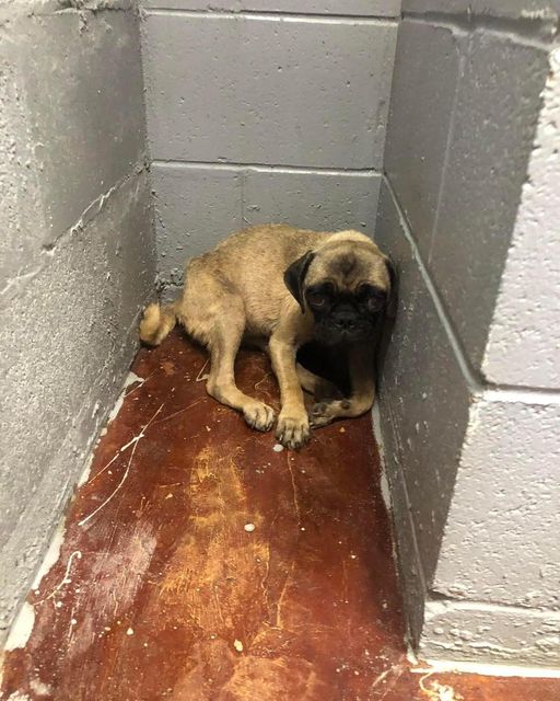 Terrified and overheated poor pup hides in corner of shelter hoping for help