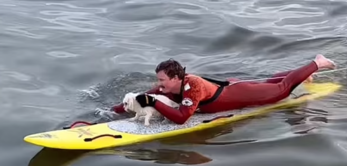 Long Beach lifeguards rescue small dog from drowning in ocean