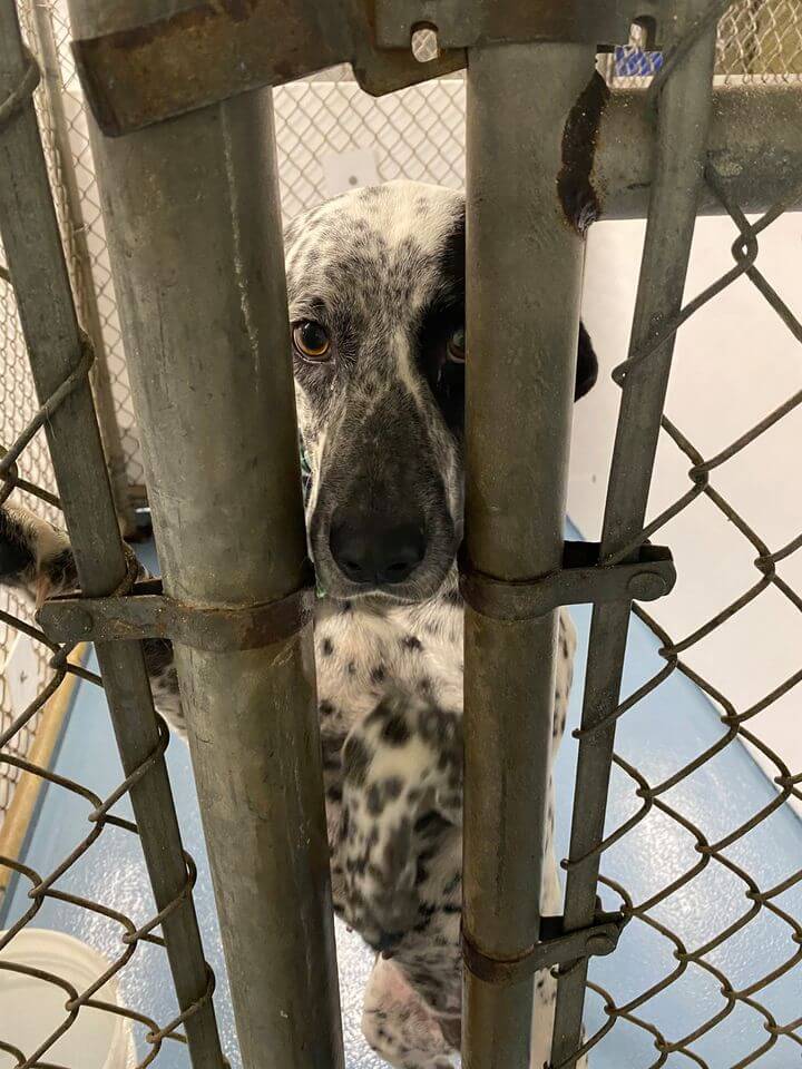 ‘Looker Love’ lost her home and wants someone to adopt her