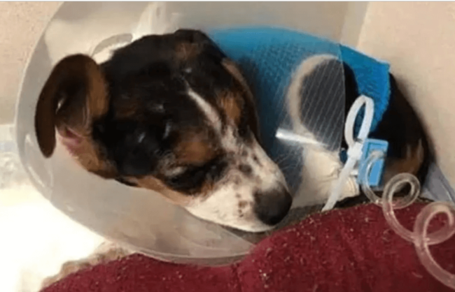 Councilman’s cousin likely not to be punished for beating beagle puppy