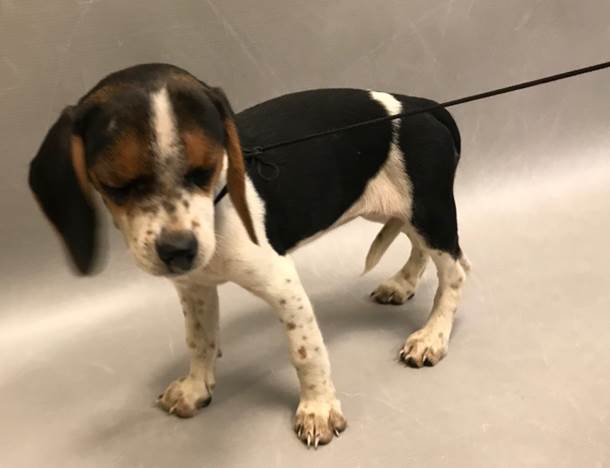 looking-glass-animal-rescue-larger-1