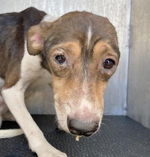 Sad face of ‘Loper’ breaking our hearts knowing he may not have a future