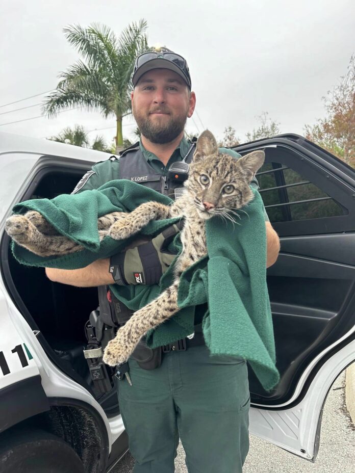Florida deputy surprised as injured bobcat curled up in his arms like affectionate house kitty
