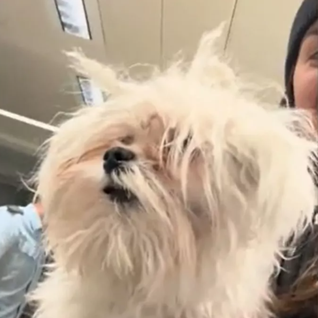 Traveler finds Maltese terrier all alone at airport and uses TikTok to help find owner