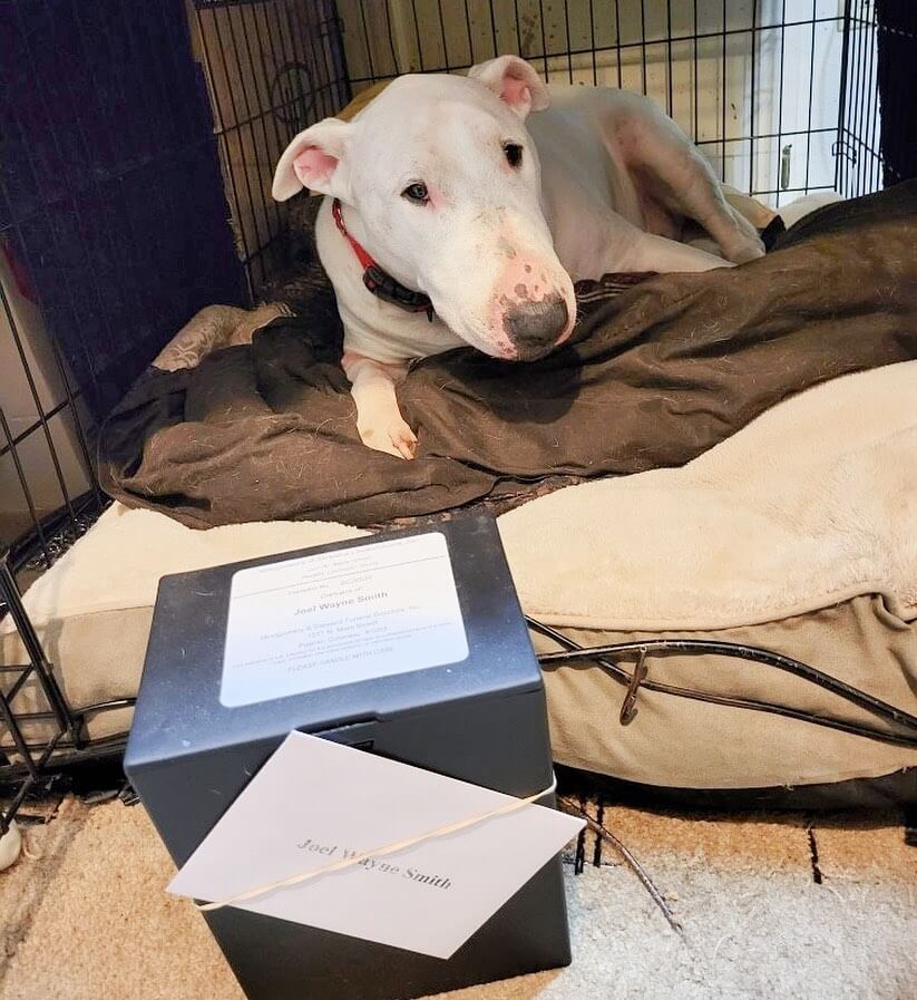 louie-needs-a-home-1-1