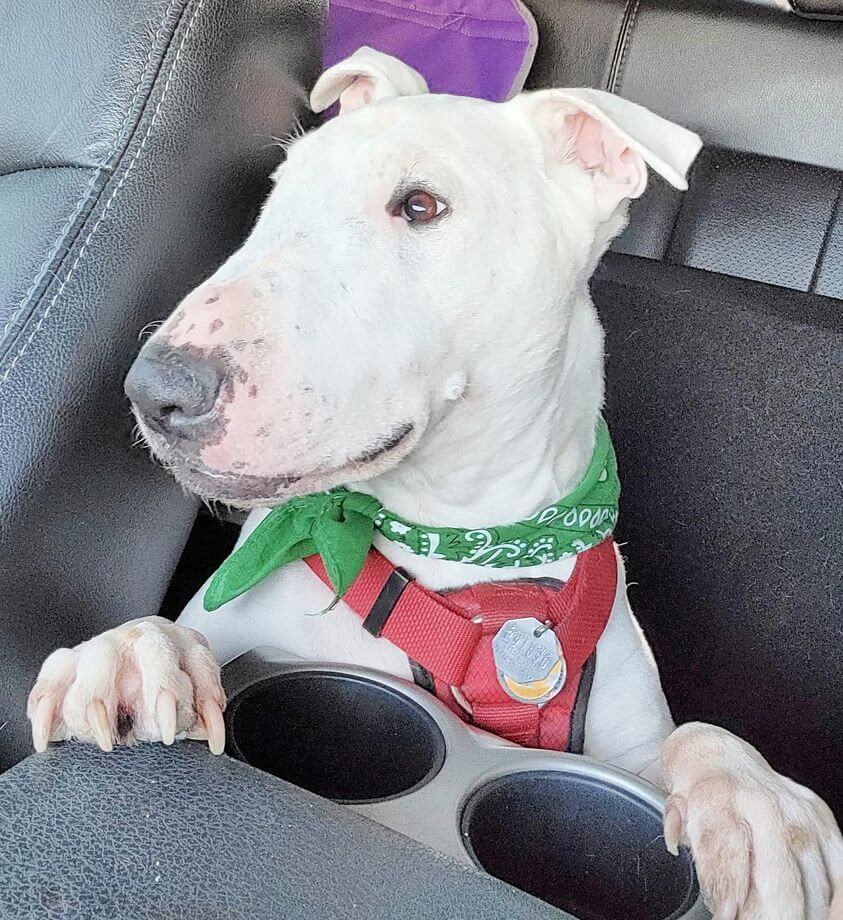 Loyal bull terrier sat by his deceased owner’s body for 2 weeks before help arrived