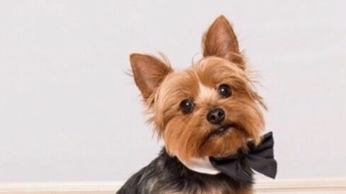 louie-the-yorkie