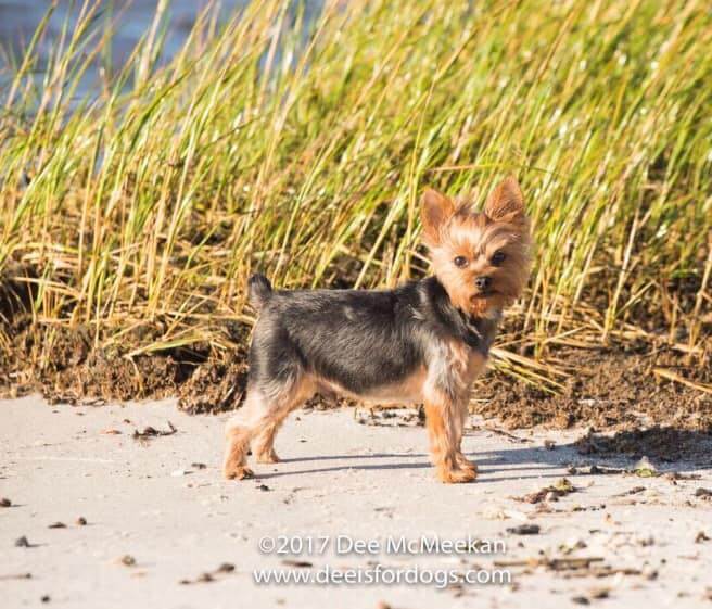 Louie the yorkie1