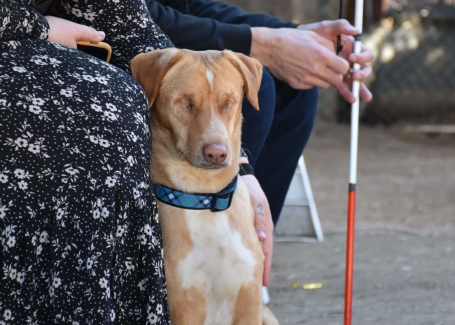 Louis the blind dog whose owners had his eyes removed adopted by blind father