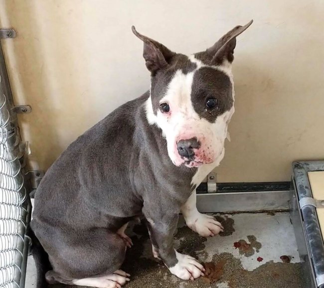 ‘Love’ is blind and overwhelmed at noisy crowded shelter