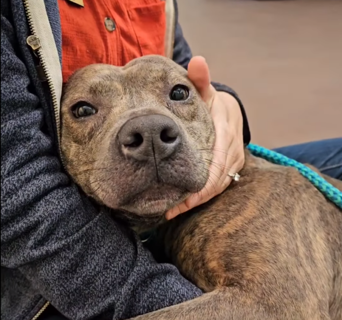 Open your heart for ‘Love’: Sweet pup’s heart broken when returned to shelter after adoption