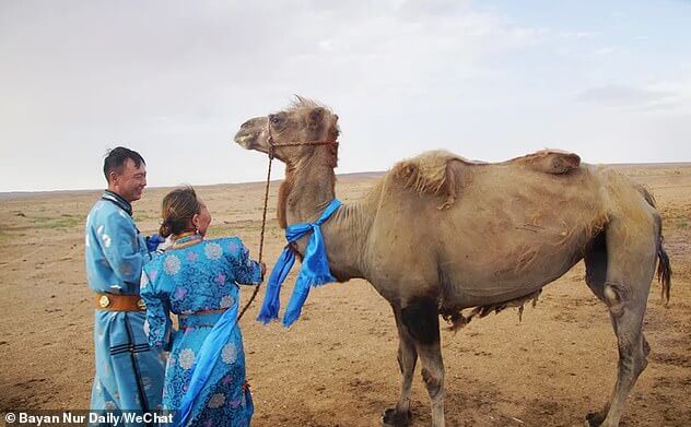 Loyal elderly camel walked alone for 7 days to find his former owners