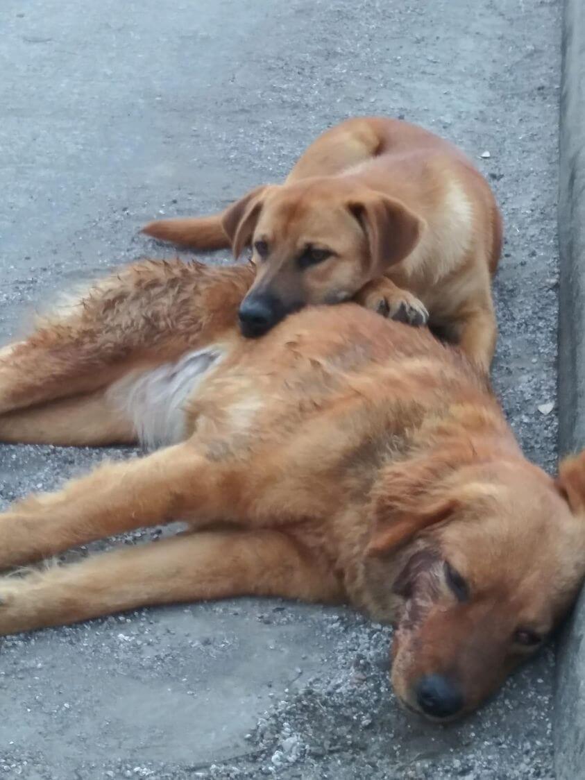Loyal dog and his pal