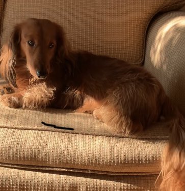 Owner reunited with her dachshund after pooch stolen outside Manhattan deli