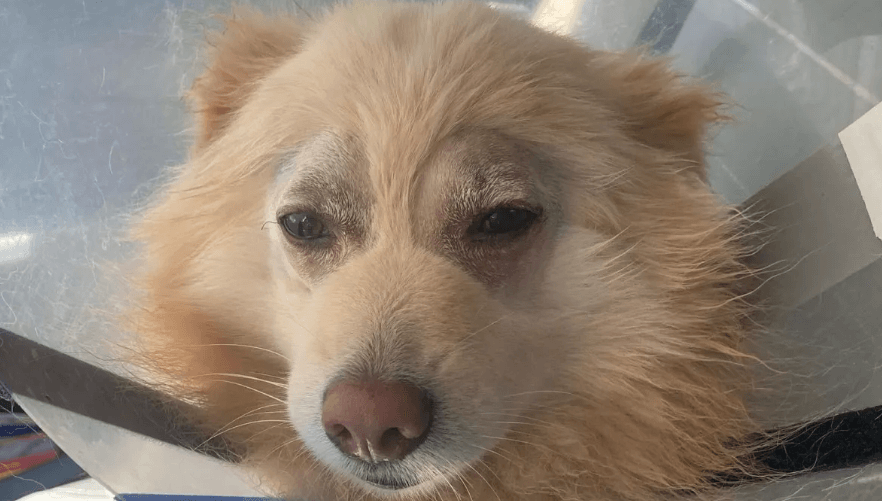 luca-pom-1-1