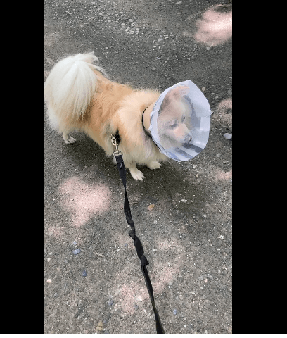 Rescue pooch undergoes cataract surgery and a whole new world has opened up for him