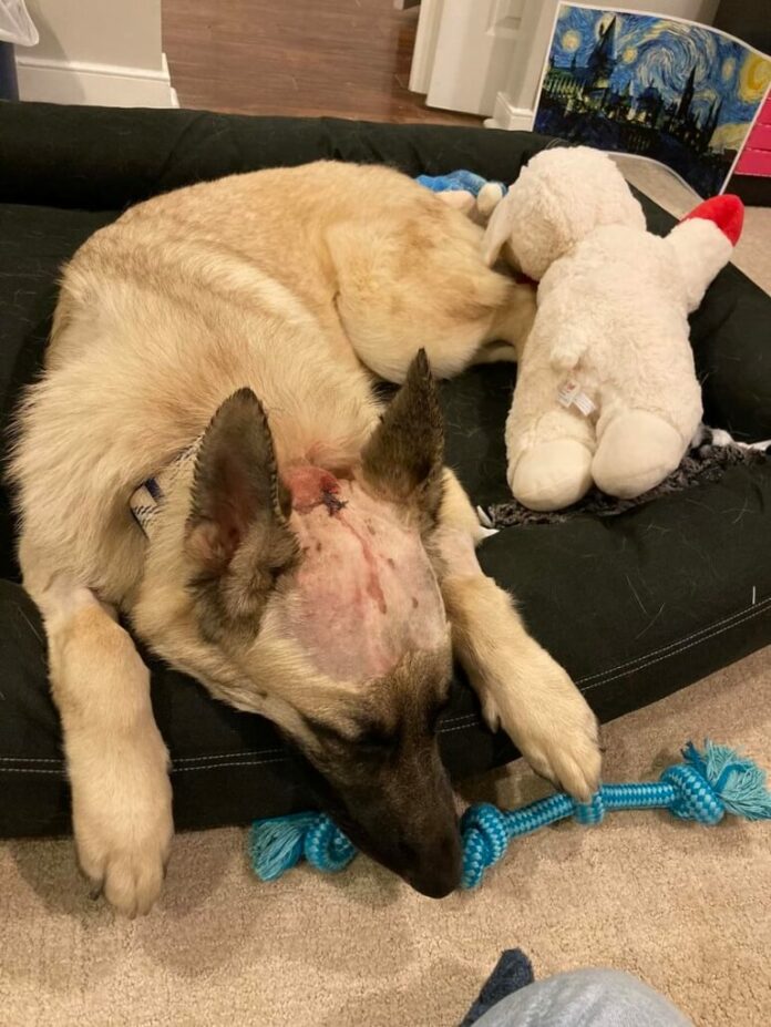 Luca-shepherd-773x1030