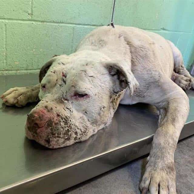 UPDATE: ‘Sweetest darn dog on earth’ used as bait dog expected to be rescued soon