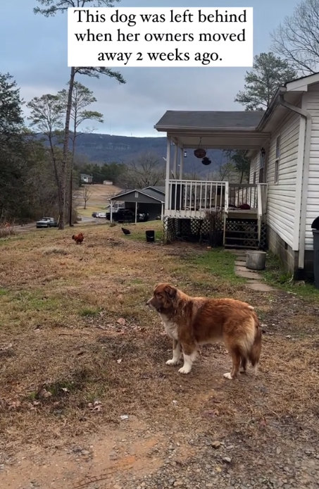 Heartbreaking tears for abandoned dog who waited on porch for his owners who never returned