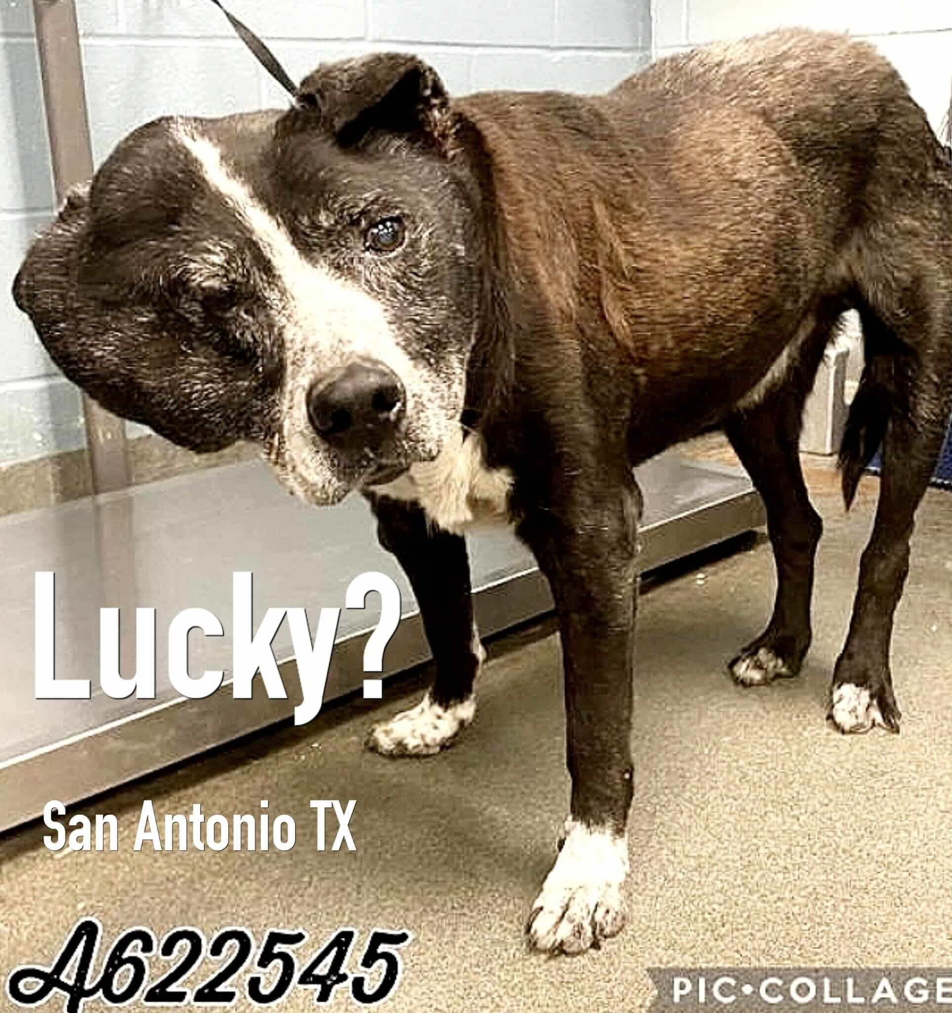Emergency help needed: Rescuers left ‘speechless’ at heartbreaking surrender to Texas shelter of 15-year-old dog named ‘Lucky’