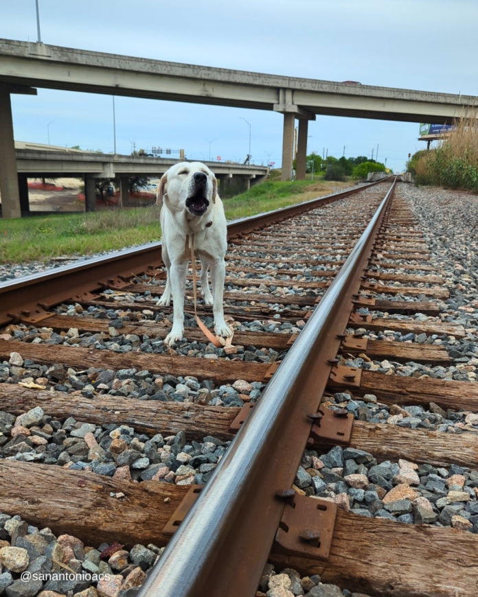 Miracle rescue of dog tied to railroad tracks as train approached