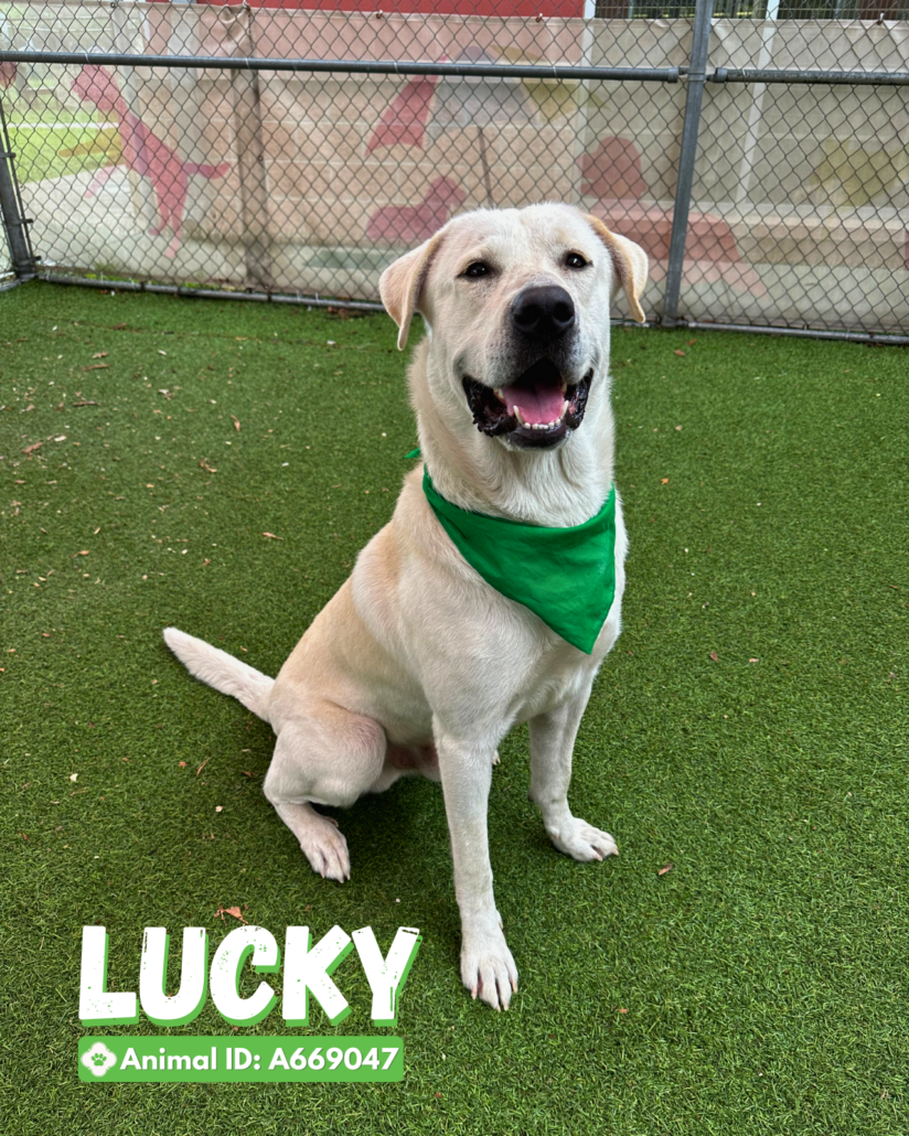 lucky-dog-5-824x1030-1